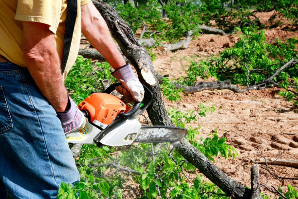 Trusted Parkland, WA Tree Services Experts